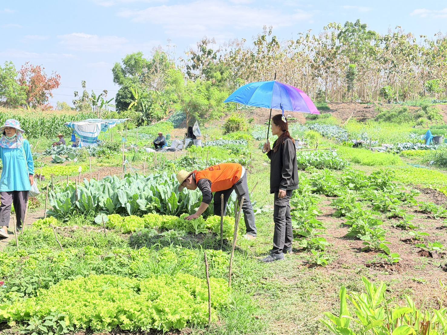 พช.น้ำพอง: บ้านหนองอ้อ หมู่ที่ 5 ตำบลสะอาด ร่วมขับเคลื่อนการสร้างความมั่นคงทางอาหาร
